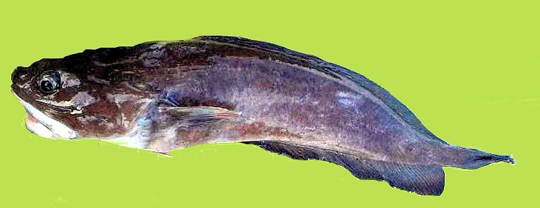 Raniceps raninus_118800